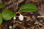 Eastern teaberry <BR>Wintergreen